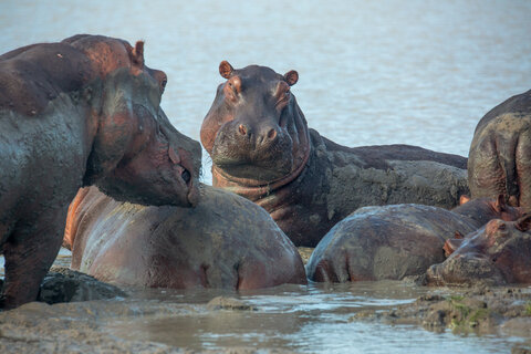 3 Nächte Fly-in Safari Selous/Nyerere - Kleingruppe