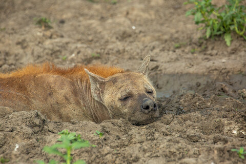 3 Nächte Fly-in Safari Selous/Nyerere - Kleingruppe