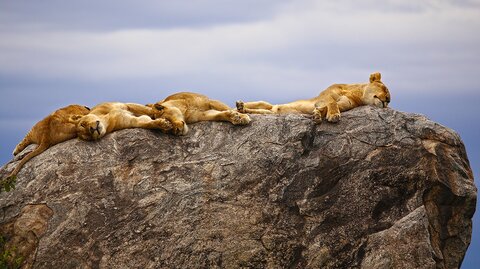 3 Nächte Fly-in Safari Nyerere - Kleingruppe