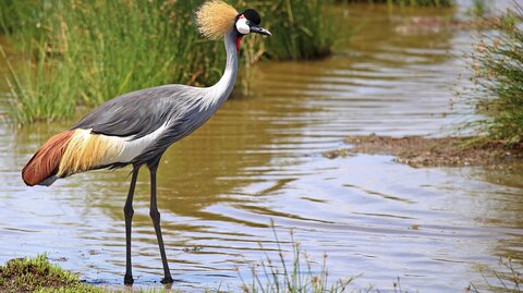 3 Nächte Fly-in Safari Nyerere - Kleingruppe