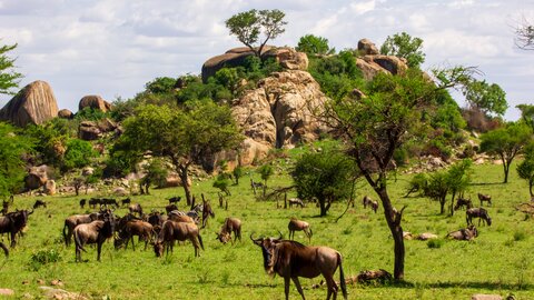 3 Nächte Fly-in Safari Nyerere - Kleingruppe