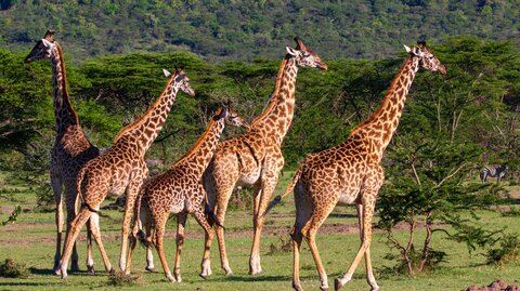 2 Nächte Fly-in Safari Serengeti - Privat