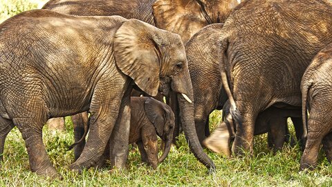 2 Nächte Fly-in Safari Serengeti - Privat