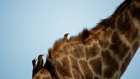 2 Nächte Fly-in Safari Serengeti - Privat