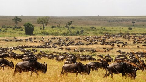 2 Nächte Fly-in Safari Serengeti - Privat