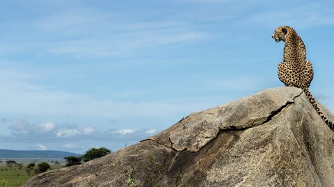 2 Nächte Fly-in Safari Serengeti - Privat