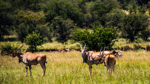 North Tanzania 5 Nächte - Privat