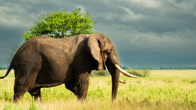 3 Nächte Fly-in Safari Serengeti - Privat