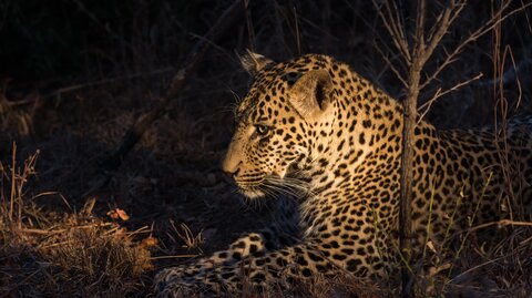 3 Nächte Fly-in Safari Serengeti - Privat