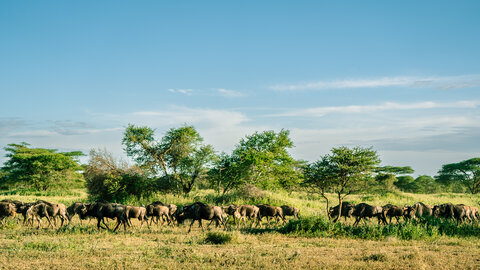 3 Nächte Fly-in Safari Serengeti - Privat