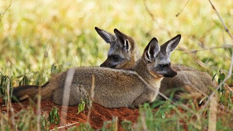3 Nächte Fly-in Safari Serengeti - Privat
