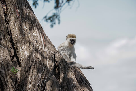 3 Nächte Fly-in Safari Serengeti - Privat