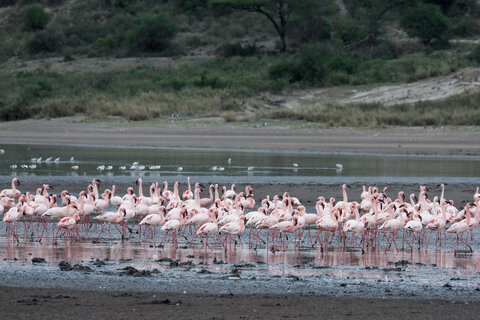 3 Nächte Fly-in Safari Serengeti - Privat