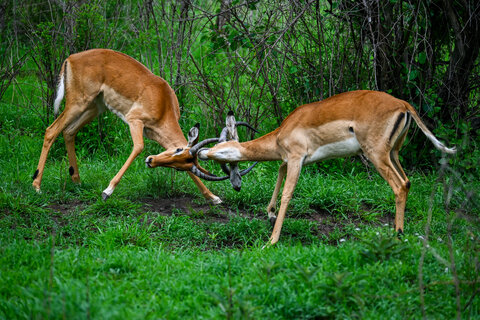 Tanzania Safari-Abenteuer 7 Nächte - Kleingruppe