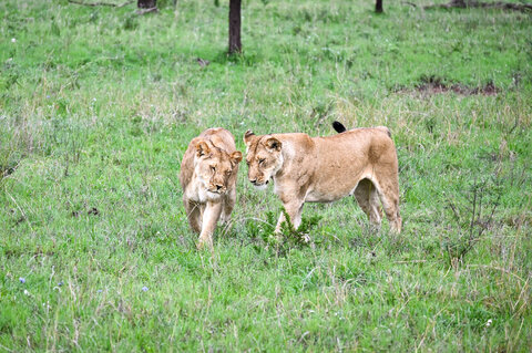 Tanzania Safari-Abenteuer 7 Nächte - Kleingruppe