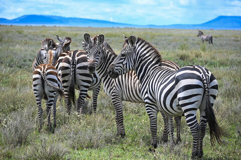 Tanzania Safari-Abenteuer 7 Nächte - Kleingruppe
