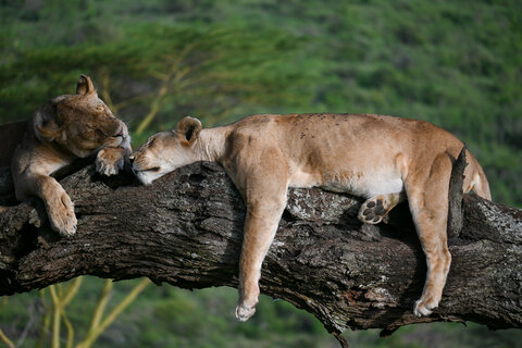 Tanzania Classic 4 Nächte - Kleingruppe