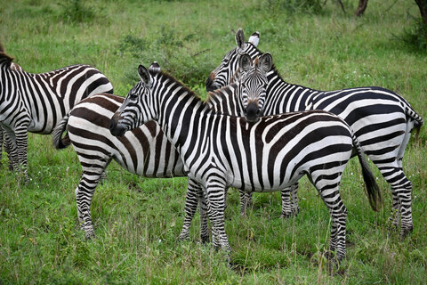 Tanzania Classic 4 Nächte - Kleingruppe