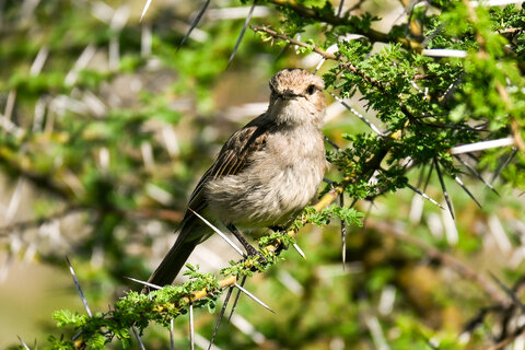 Tanzania Classic 4 Nächte - Kleingruppe