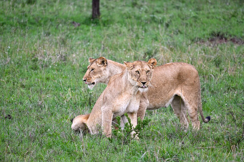 A Kenya Odyssey to Mombasa Coast 7 Nächte - Kleingruppe: ab Nairobi/bis Mombasa