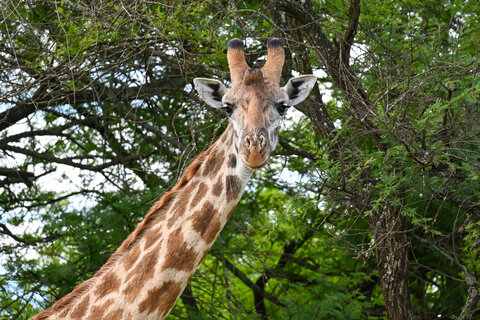 A Kenya Odyssey to Mombasa Coast 7 Nächte - Kleingruppe: ab Nairobi/bis Mombasa