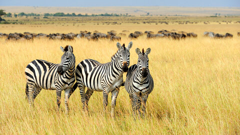 A Kenya Odyssey to Mombasa Coast 7 Nächte - Kleingruppe: ab Nairobi/bis Mombasa