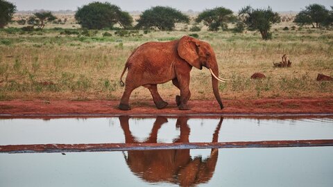 Ngutuni Safari 2