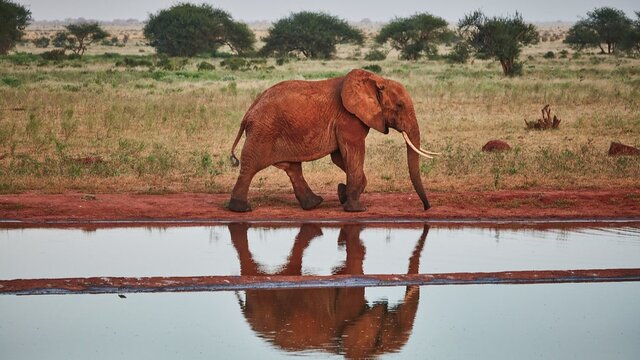 Ngutuni Safari 2