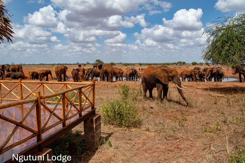 Ngutuni Safari 2