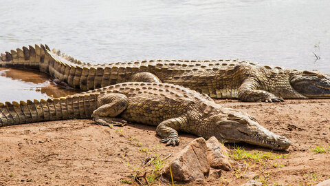 Privatrundreise Taita Hills & Tsavo East