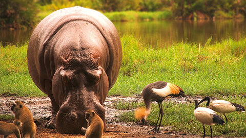 The Mombasa Rendezvous 3 Nächte - Privat