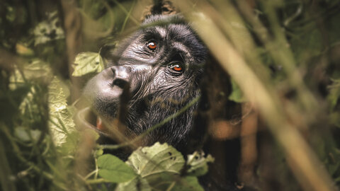 Einzigartiges Uganda - Privat 