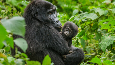 Einzigartiges Uganda - Privat 