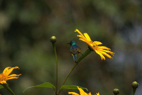 Einzigartiges Uganda - Privat 