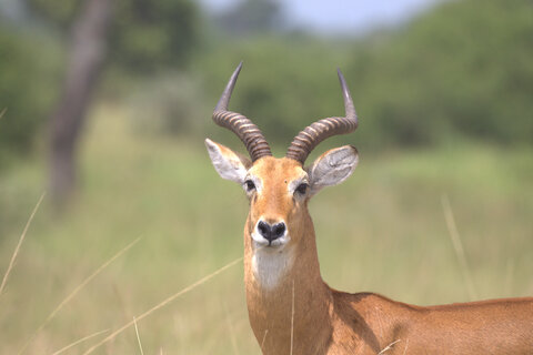 Einzigartiges Uganda - Privat 