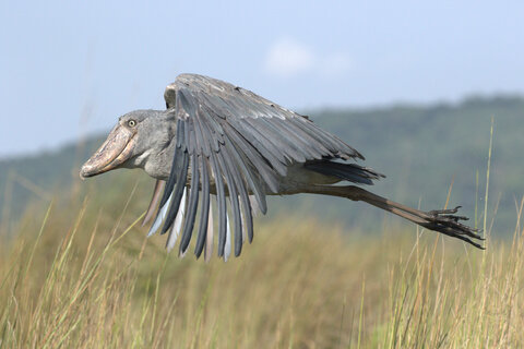 Uganda entdecken - Privat
