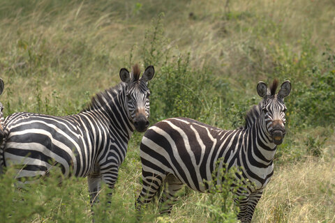 Uganda entdecken - Privat