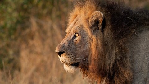 Zimbabwe & Botswana "Game Trail" - Kleingruppe