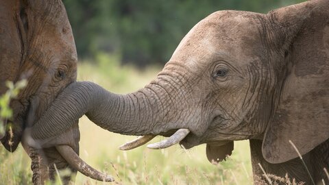 Zimbabwe & Botswana "Game Trail" - Kleingruppe