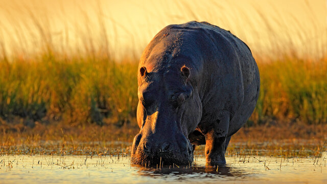 Zimbabwe & Botswana "Game Trail" - Kleingruppe