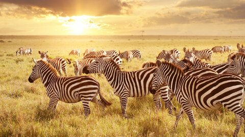 North Tanzania Safari 7 Nächte & 5 Nächte Badeaufenthalt auf Sansibar