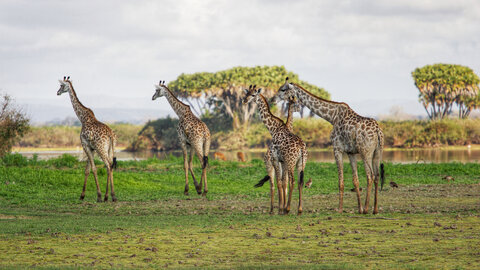 North Tanzania Safari 7 Nächte & 5 Nächte Badeaufenthalt auf Sansibar