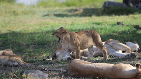 North Tanzania Safari 7 Nächte & 5 Nächte Badeaufenthalt auf Sansibar