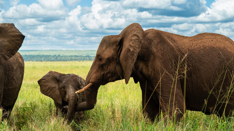 North Tanzania Safari 7 Nächte & 5 Nächte Badeaufenthalt auf Sansibar