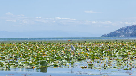 Montenegro Sternfahrt - Die Perle der Adriaküste