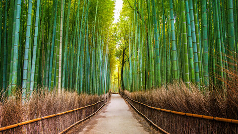 Japan - Küsten‐Wanderreise von Osaka bis Tokyo