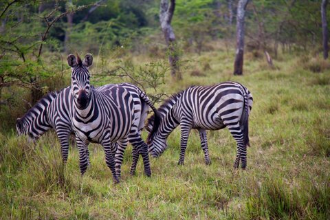 Uganda entdecken - Privat