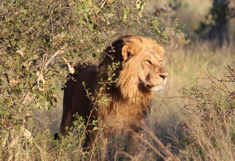 Südafrika - Entdeckungsreise vom Highveld zum Tafelberg | ab/bis Wien