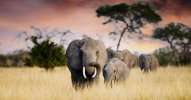 Tansania Safari Abenteuer