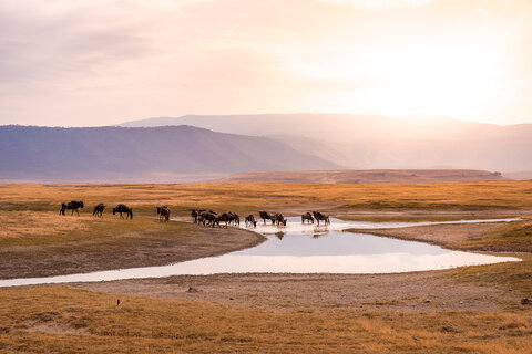 Tansania Safari Abenteuer
